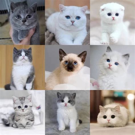 视频翻译字幕: How to Pick Cat Names_如何给猫起名