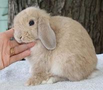 Image result for Lynx Holland Lop