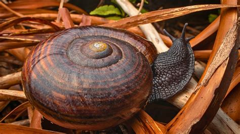 These carnivorous snails slurp earthworms like spaghetti - Predator Free NZ Trust