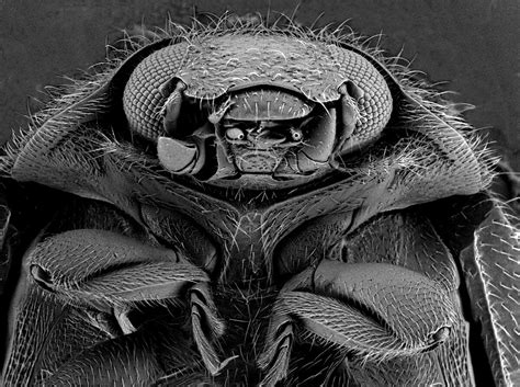 Microscopic Insects 的图像结果