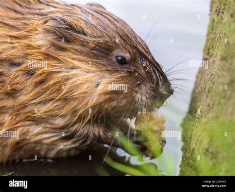 Picture Of A Muskrat