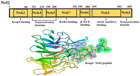 An Overview of Nrf2 Signaling Pathway and Its Role in Inflammation