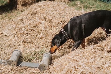 Constellation Dog Training Barn Hunt UK Workshops, Fun Tests & Trials ...