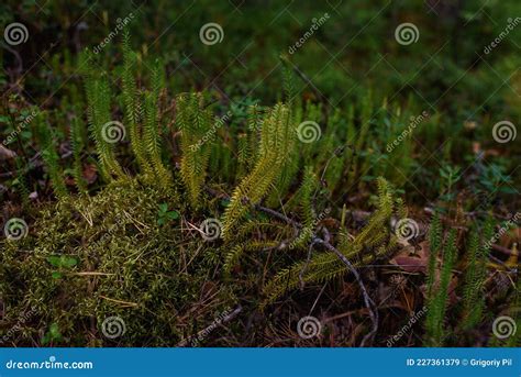 Close Up of Lycopodium Plants in Taiga Forest Stock Image - Image of ...