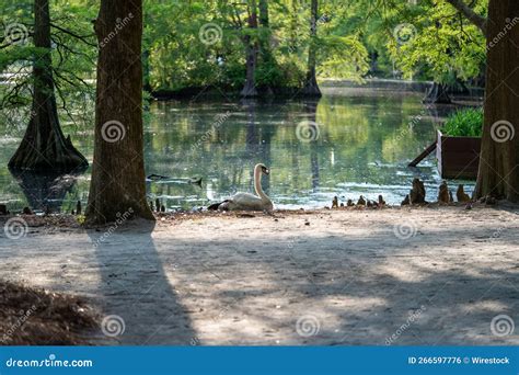 Landscape of the Swan Lake Iris Gardens Park in the Daylight in Sumter ...