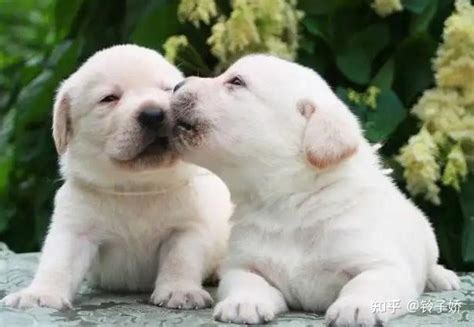 国际小狗日-韩语科普：狗的4种韩语表达 - 哔哩哔哩