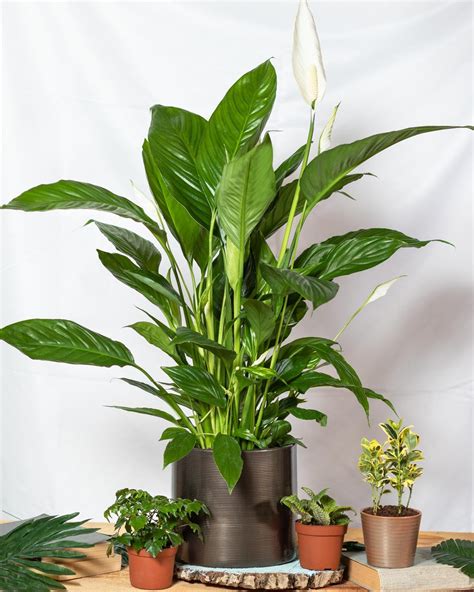 Looking After a Peace Lily