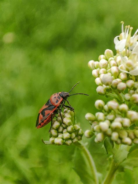 A red and black bug sitting on top of a white flower · Free Stock Photo