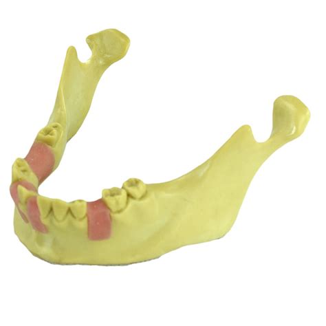 Buy LBYLYH The Training Model of Dental Im Training was Used to ...