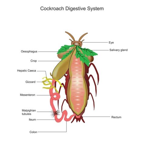 Image result for Digestive System of Cockroach