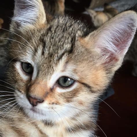 Pixie-bob Cats For Sale | Newcastle, WA #307346 | Petzlover
