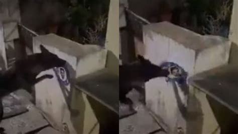 Andhra Pradesh: TDP Leader files plaint against dog for allegedly ...