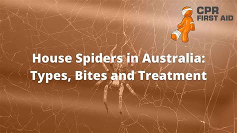 Australian House Spiders