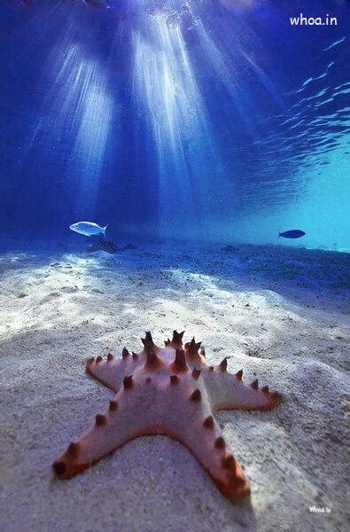 Starfish In To Bottom On The Sea