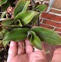 Image result for Baby Bunny Ears Plant