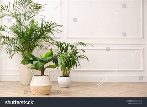 436,210 House Potted Plant Images, Stock Photos & Vectors | Shutterstock