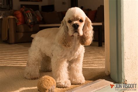 Gus The Majestic Silver American Cocker Spaniel. www.silvergus.com ...