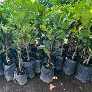 Cloud Farm Pomelo Plant Price in India - Buy Cloud Farm Pomelo Plant ...