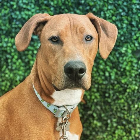 Doberman Pitbull Mix: Facts, Puppy Price & Guide | Puplore