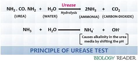 Image result for Urease Pronounce