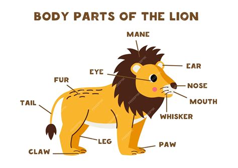 Premium Vector | Body parts of the cute cartoon lion Animals anatomy in ...