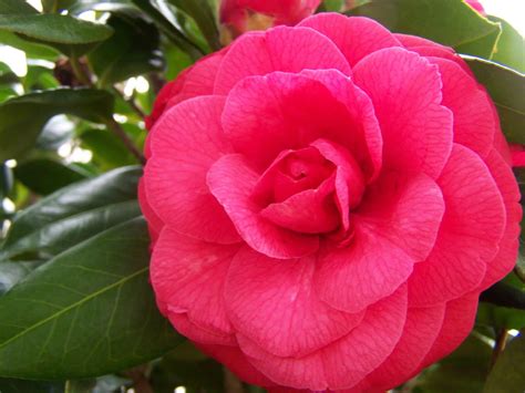 Katherines Blog Trip To Alabama State Capitol In Montgomery Camellia ...