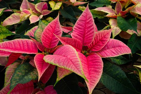 How to Care for Poinsettias, According to Gardening Experts
