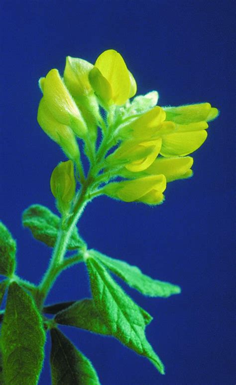 Rivasgodaya Esteve | Plants of the World Online | Kew Science