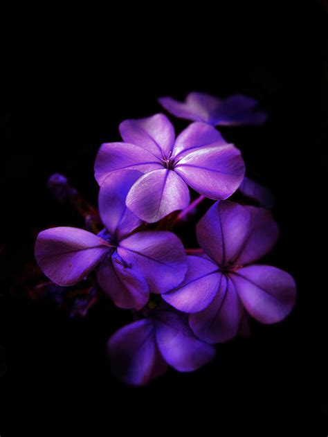 Dark Purple Flower Wallpapers - Top Free Dark Purple Flower Backgrounds ...