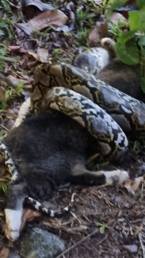 Image result for Python Attacks Cat