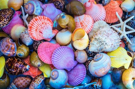Image result for Amazing Shells