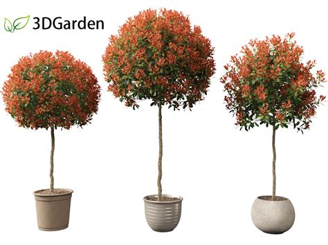 Photinia X Fraseri Red Robin - Red Tip Photinia 03 3D Model by ...