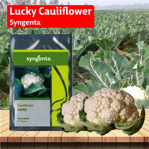 Syngenta Syngenta Lucky Cauliflower Seeds – Agriplex