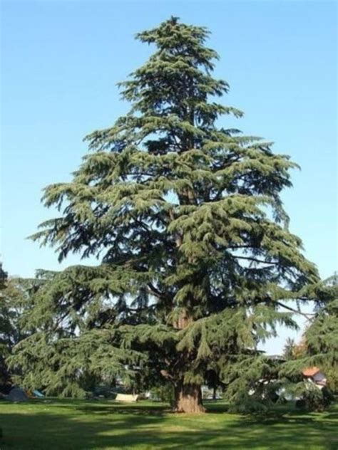 SHOP 360 GARDEN Cedrus Deodara / Devdar / Himalayan cedar / Deodar ...