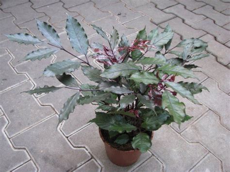 Leea coccinea Rubra - Ornamental Plants Indoor/Outdoor– Exotic Flora