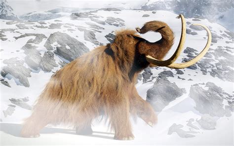 Study Resurrects Woolly Mammoth DNA to Explore the Cause of Their Extinction