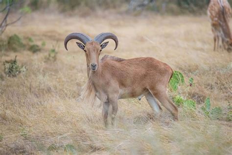 Aoudad or Barbary Sheep Hunting in Texas - Hunting The World