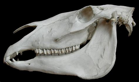 Horse skull, Skull, Skull reference
