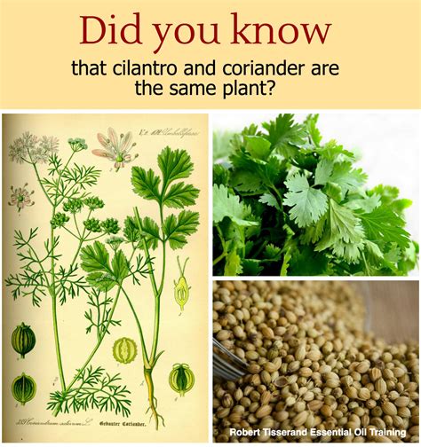 Cilantro & Coriander | Did You Know that they're the same plant ...