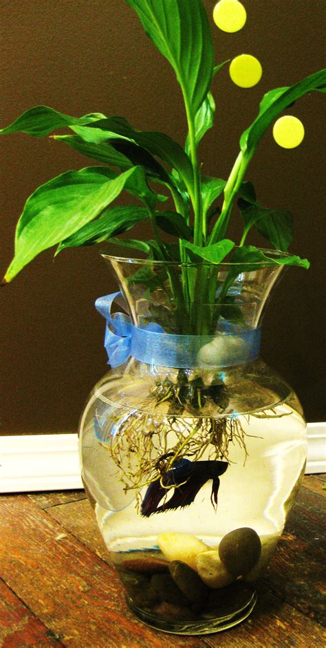 Betta Fish Plant Vase | Fun with Animal