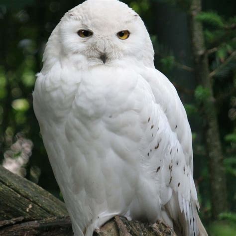 LECHUZA BLANCA 】Significado, Características, Hábitat, Alimentación y más