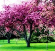 Image result for Pink Flowers On Tree
