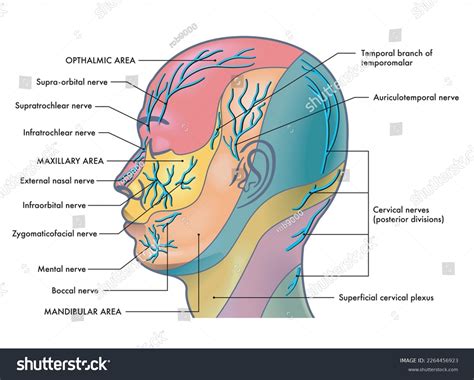 89 Facial Nerve Diagram Images, Stock Photos & Vectors | Shutterstock