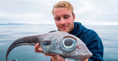 Image result for Alien Fish Videos