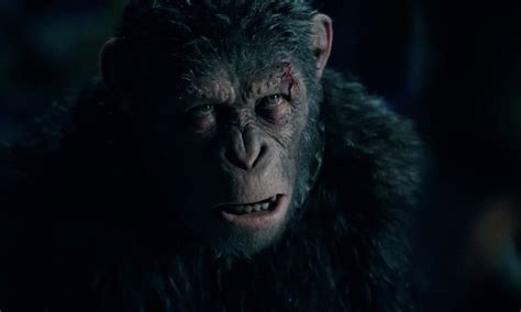 《猩球崛起4》-猩球王国在澳大利亚开拍 2024年北美上映 - 哔哩哔哩