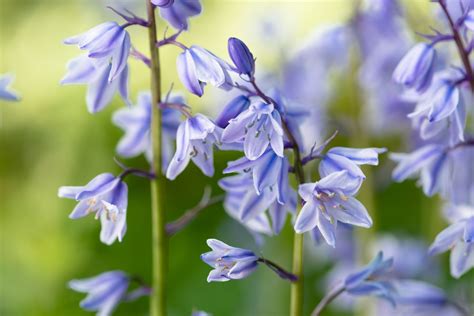 Bluebells Flower Meaning Symbolism - Home Alqu
