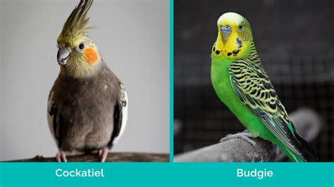Parakeet Budgie Difference