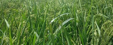 旱稻种植技术，旱稻和水稻的区别-农百科