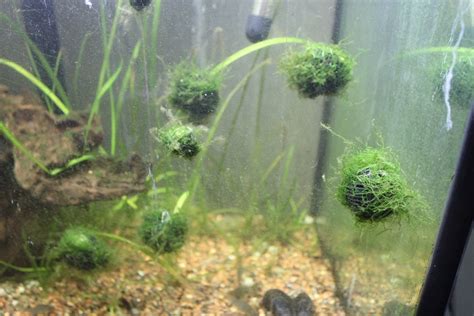 Image result for Floating Java Moss