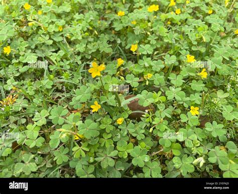 Creeping Woodsorrel (Oxalis corniculata Stock Photo - Alamy